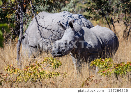 Baby rhino and the mother 137264226