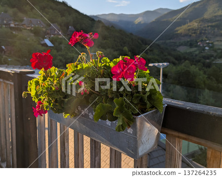 Flowerpots with red geraniums on black wooden fence in a traditional Serbian village. Rural decoration and charm. Flowerpots with red geraniums on black wooden fence in a traditional Serbian village. Rural decoration and charm. 137264235