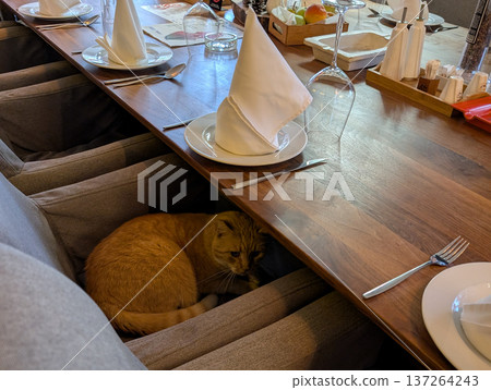 A ginger cat curled under a chair in a rustic restaurant dining hall with set tables. Comfort, curiosity, and cozy village charm in Drvengrad. A ginger cat curled under a chair in a rustic restaurant dining hall with set tables. Comfort, curiosity, and cozy village charm in Drvengrad. 137264243