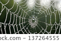 Spider Web with Dew Drops Closeup. 137264555