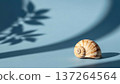 Seashell on Blue Background with Shadow. 137264564