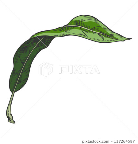 Lucuma tree green leaf vector sketch, hand drawn essential herb, medicinal aroma plant, ayurvedic foliage ingredient Lucuma tree green leaf vector sketch, hand drawn essential herb, medicinal aroma plant, ayurvedic foliage ingredient 137264597