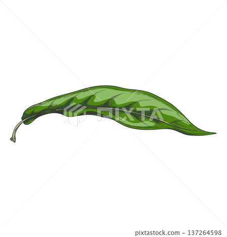 A hand-drawn watercolor sketch of a leaf of the exotic tropical lucuma plant. 137264598