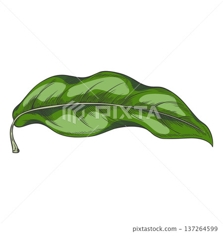 Lucuma tree green leaf vector sketch, essential fragrant herb, medicinal aroma plant, organic ayurvedic foliage Lucuma tree green leaf vector sketch, essential fragrant herb, medicinal aroma plant, organic ayurvedic foliage 137264599