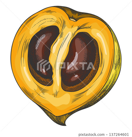 Half of a tropical Peruvian lucuma fruit, hand-drawn watercolor sketch. Half of a tropical Peruvian lucuma fruit, hand-drawn watercolor sketch. 137264601