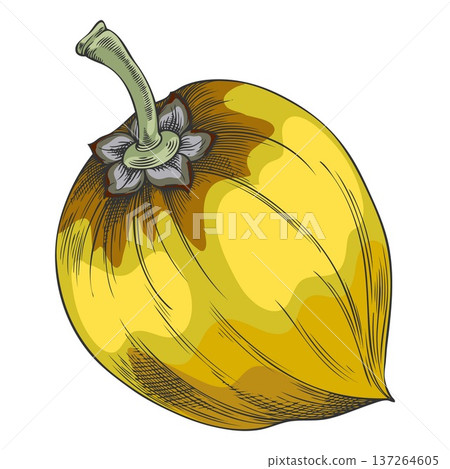 Lucuma fruit sketch, vector hand drawn fresh ripe berry, superfood, yellow eggfruit juicy organic dessert, farm harvest Lucuma fruit sketch, vector hand drawn fresh ripe berry, superfood, yellow eggfruit juicy organic dessert, farm harvest 137264605
