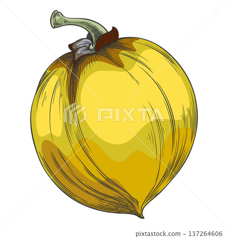 Lucuma fruit sketch, vector hand drawn fresh ripe berry, yellow eggfruit, juicy organic dessert, farm harvest superfood 137264606