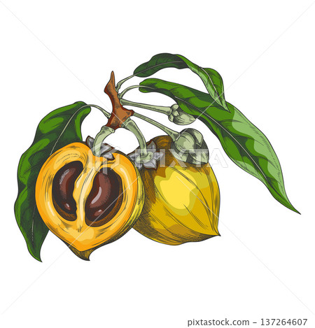 Hand-drawn watercolor sketch of a lucuma branch, with a whole fruit, a half fruit, and leaves. 137264607