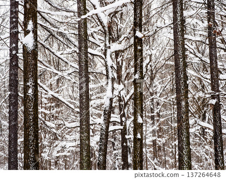snow covered tree trunks in snowy forest snow covered tree trunks in snowy forest 137264648