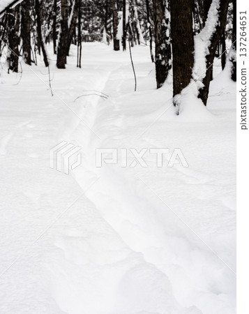 deep ski track in snow in snowy forest of park deep ski track in snow in snowy forest of park 137264651