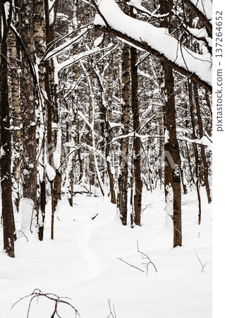 deep footpath in snow in snowy forest of city park 137264652