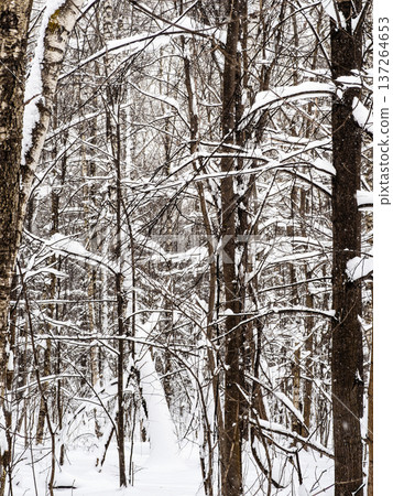 snow covered tangled tree trunks in snowy forest 137264653