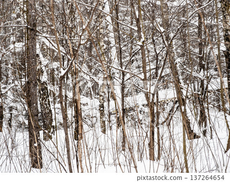 snow covered broken tree in snowy forest of park snow covered broken tree in snowy forest of park 137264654