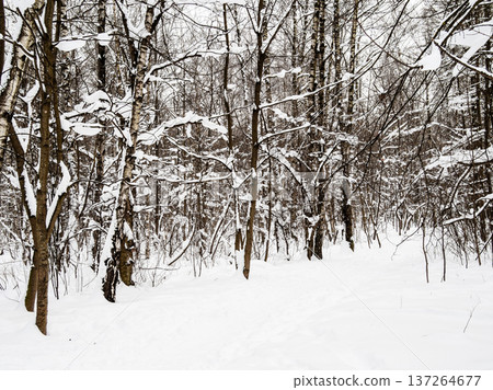 footpath in snow in snowy forest in winter evening footpath in snow in snowy forest in winter evening 137264677