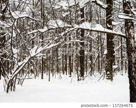 bare trees in forest of park in winter evening 137264678