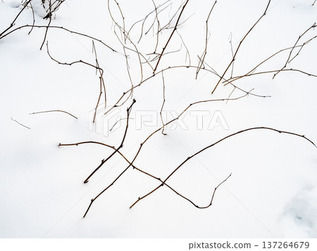 young underwood under deep snowdrift in forest 137264679