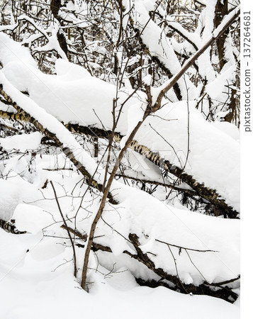 snow covered broken birches in forest in winter 137264681