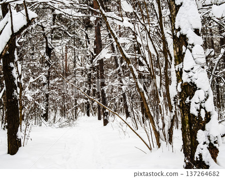 ski track in snow in forest of city park in winter ski track in snow in forest of city park in winter 137264682