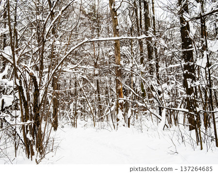 footpath in fresh snow in forest of park in winter footpath in fresh snow in forest of park in winter 137264685