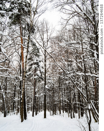 ski trail and path in pine grove in snowy forest ski trail and path in pine grove in snowy forest 137264688