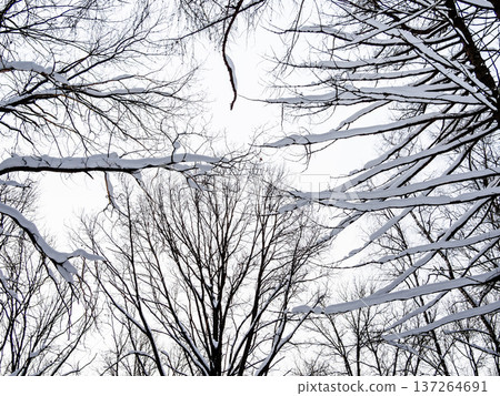 bottom view of frozen branches in forest in winter bottom view of frozen branches in forest in winter 137264691