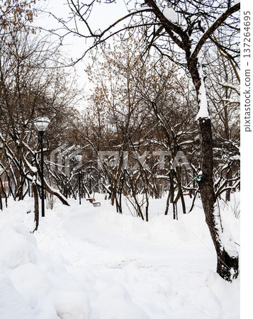 snowdrifts and bare trees in city park in winter 137264695