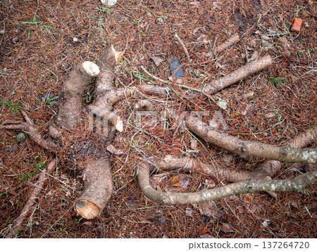 roots of sawn tree on ground covered with needles 137264720