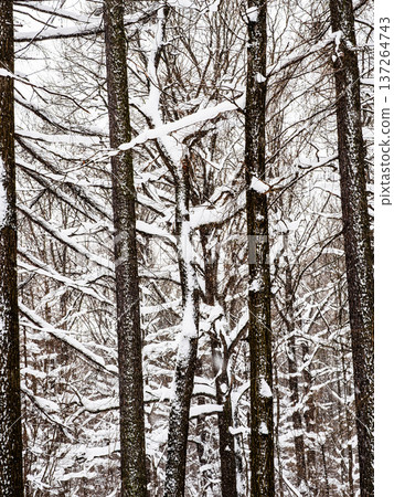 snow covered black tree trunks in snowy forest 137264743