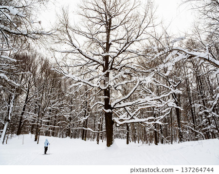 skier near large oak tree in snowy forest of park 137264744