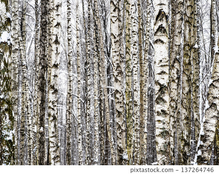 bare birches in snowy forest of park in winter bare birches in snowy forest of park in winter 137264746