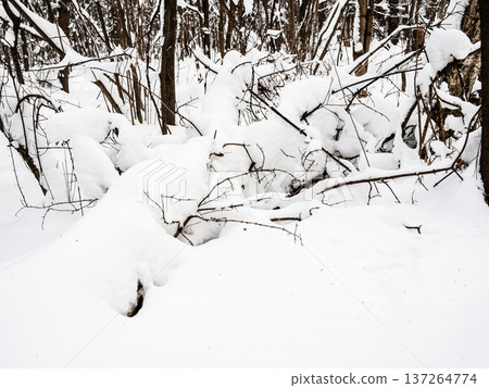 deep snowdrifts on forest floor in park in winter 137264774