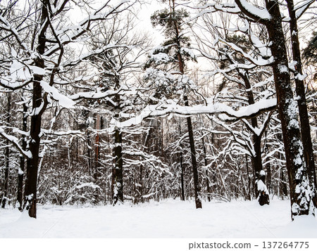 snow covered oak and pine trees in forest of park 137264775