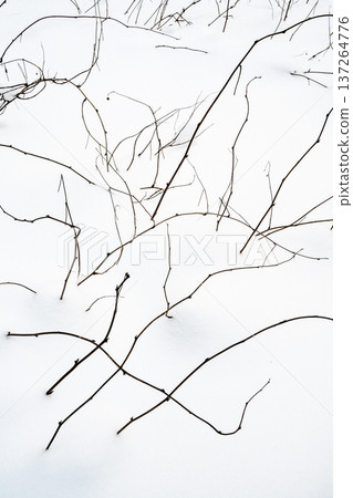 young underbrush under deep snowdrift in forest 137264776