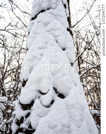 snowy tree trunk in forest of city park in winter 137264777