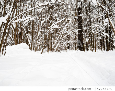 surface of snowdrift and path in snow in forest 137264780