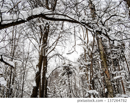 snow covered tree branches and trunks in forest snow covered tree branches and trunks in forest 137264782