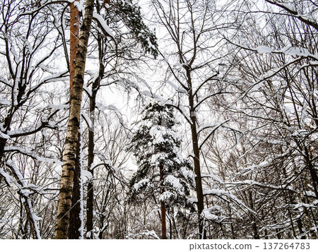 snowy tree branches and trunks in forest in winter 137264783