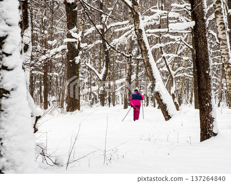 walking in snowy forest of city park in winter walking in snowy forest of city park in winter 137264840