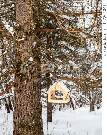titmouse and handmade wooden bird feeder on larch titmouse and handmade wooden bird feeder on larch 137264841