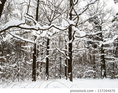 snow covered oak trees branches in forest of park snow covered oak trees branches in forest of park 137264870