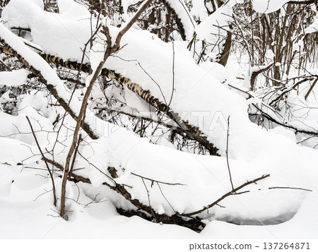 snowdrifts on broken birches in forest in winter 137264871