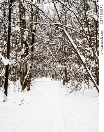 ski track in deep snow in forest of park in winter ski track in deep snow in forest of park in winter 137264873