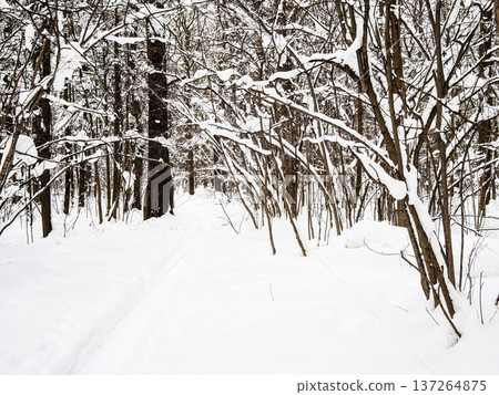 deep path in fresh snow in forest in winter 137264875