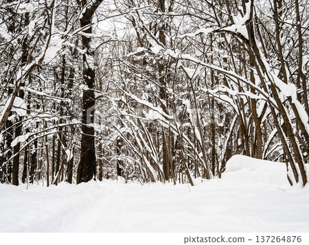 surface of snowdrift and deep path in fresh snow 137264876