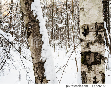 trees trunks in forest of park in winter sunset trees trunks in forest of park in winter sunset 137264882