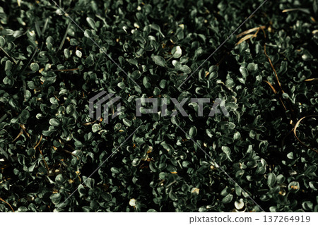 Texture of small green leaves forming natural background, fresh botanical pattern. 137264919