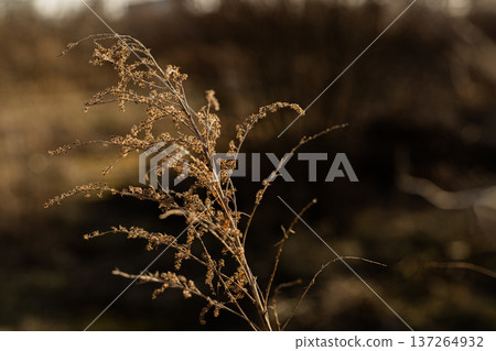Silhouette of dried grass on field during sunset, peaceful evening landscape. Silhouette of dried grass on field during sunset, peaceful evening landscape. 137264932