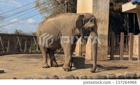 亞洲大象 亞洲大象 137264966