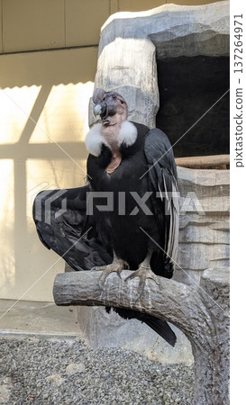 Condor Condor 137264971