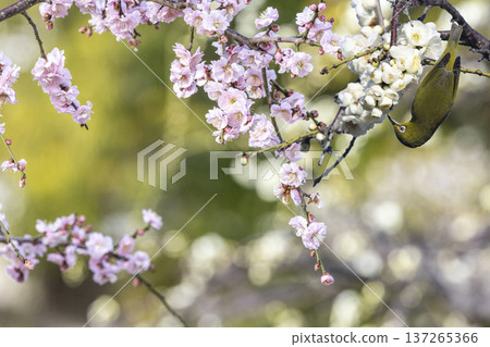 A white-eye perches on the branch of a blooming plum tree A white-eye perches on the branch of a blooming plum tree 137265366